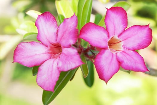 Floral background. Tropical flower Pink Adenium. Desert rose.