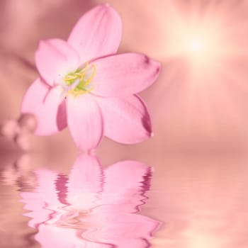 Floral background. Reflection of tropical flower and sunlight
