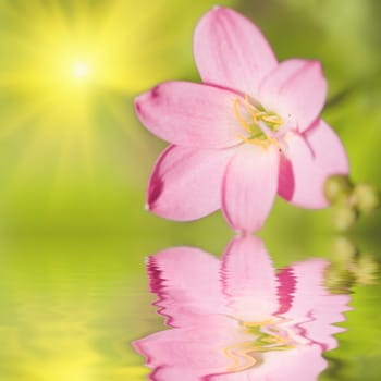 Floral background. Reflection of tropical flower and sunlight