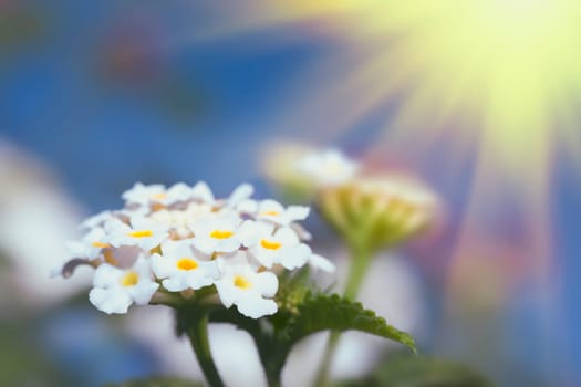 White Lantana flowers on sunny sky background
