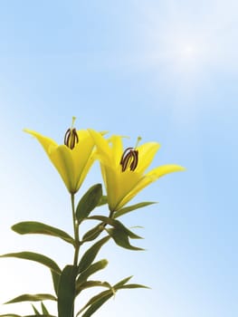 Yellow lily flowers isolated on sunny sky background