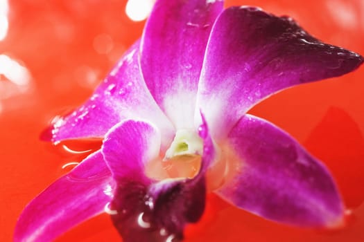 Orchid flower in red water with drops