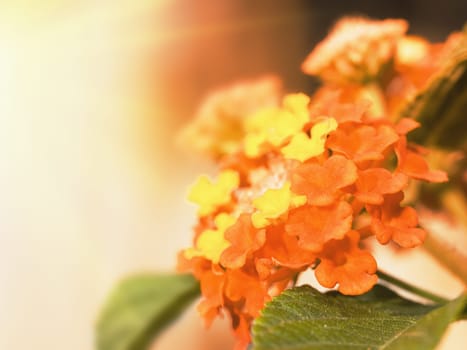 Tropical flowers Lantana on sunny blur background