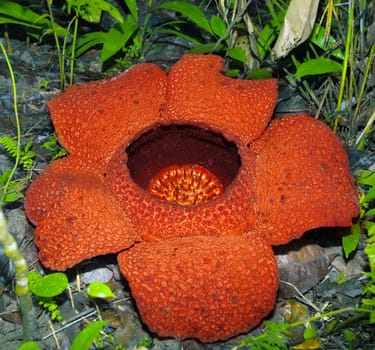 Big flower Rafflesia. Malaisia. Borneo. Sabah