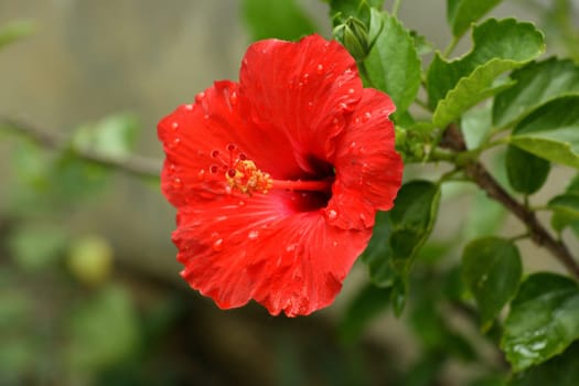 A red hibiscus flower with drops of dew