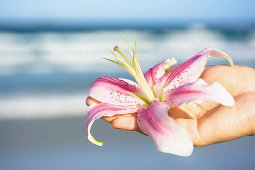 Lily flower in human hand on blue sea background