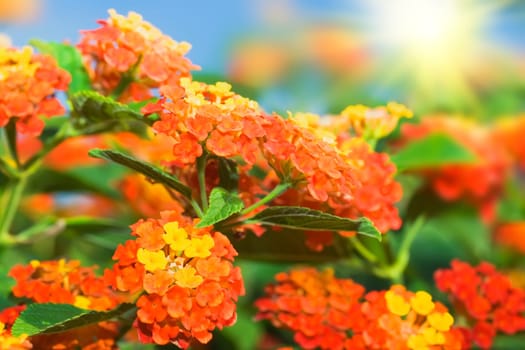 Tropical flowers Lantana on sunny sky background