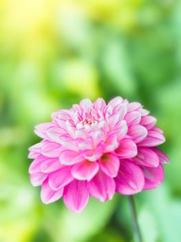 beautiful dahlia flower over natural sunny green background