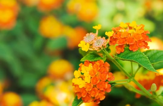 Tropical flowers Lantana on blur background