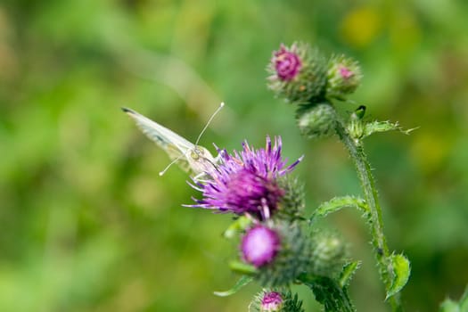 The white butterfly on a green meadow on flower
