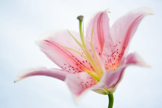 Lily flower over blue sky background
