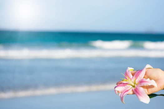 Lily flower in human hand on blue sea background