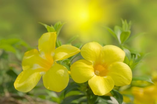Floral background. Yellow tropical flowers