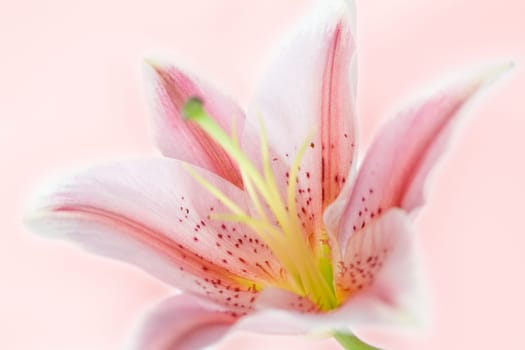 Lily flower over abstract pink background