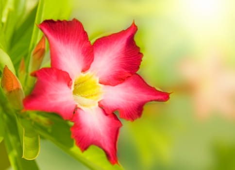 Floral background. Tropical flower Pink Adenium. Desert rose.