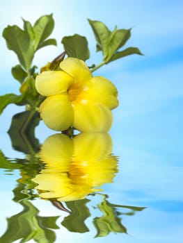 Floral background. Reflection of the yellow tropical flower