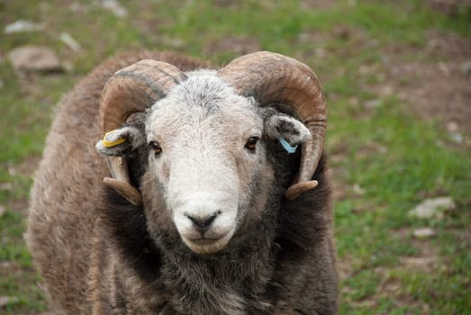 closeup of a goat ram in Cornwall