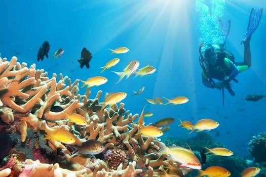 Underwater landscape with small fishes and diver. Borneo