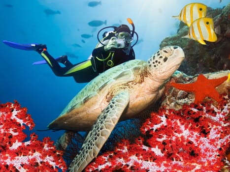 Green turtle underwater on a coral. Sipadan. Celebes sea