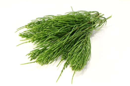 Some stems horsetail against light background