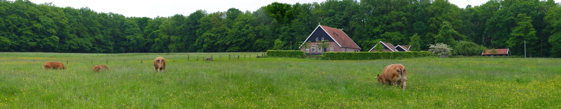 panoramic view of a meadow with some cows and calves and a farm in the background