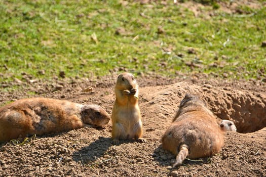 Präriehunde