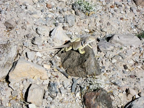 A collared iguana in the wild