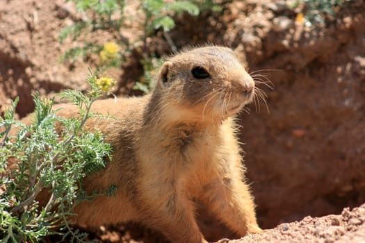 Gopher sits and watches