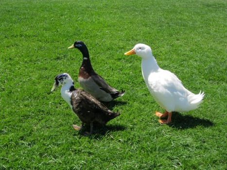 Three geese on a lawn