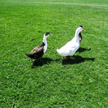 Three geese on a lawn