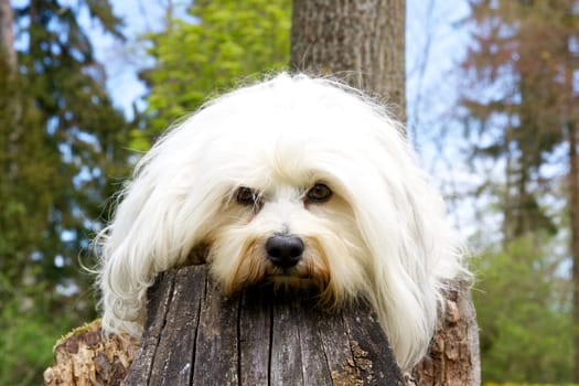 Havanese lies on tree stump