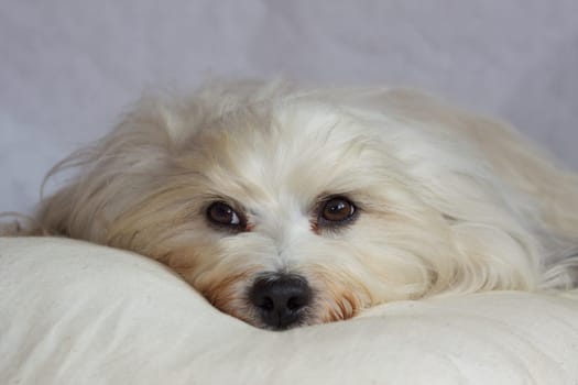 Mini Shooting with Havanese