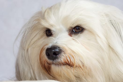 Mini Shooting with Havanese