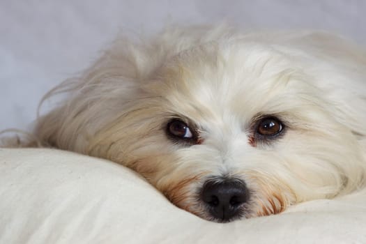 Mini Shooting with Havanese