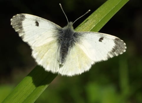 Orange tip