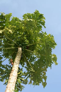Papaya tree laden with fruits and green canopy of leaves