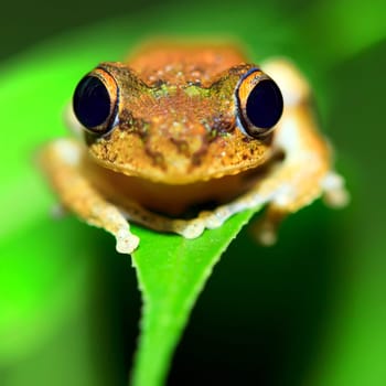 Tree frog close-up on green leaf. Shallow DOF