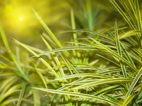 Tropical plant. Grenn sunny floral background