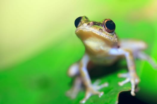 Tree frog close-up on green leaf. Shallow dof