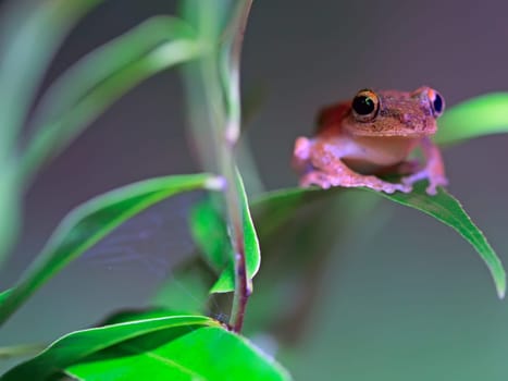 Tree frog close-up on green leaf. Shallow DOF