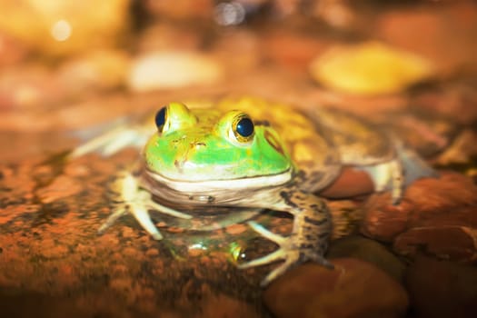 American bullfrog (Rana catesbeiana)