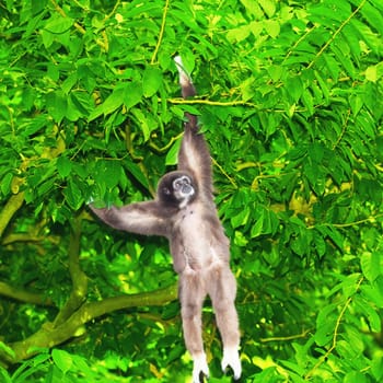 White-handed hibbon jumping on the branches. Lar Gibbon (Hylobates lar)