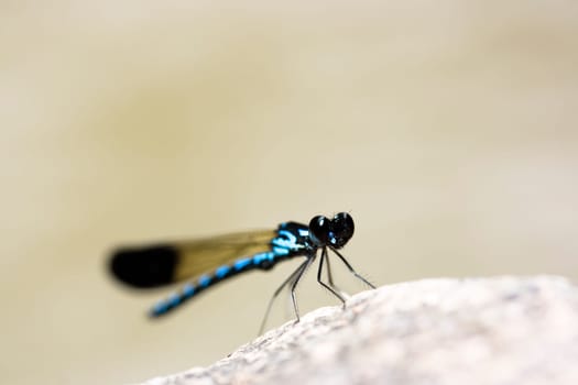 Dragonfly sitting on the stone with a lot of copy-space
