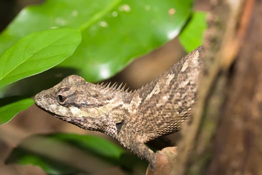 Lizard on the tree close-up