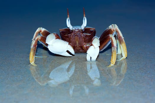 Reflection of crab on the tropical beach