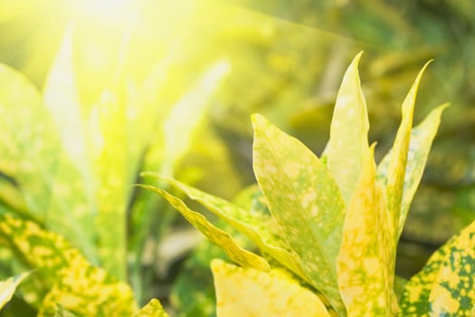 Tropical plant. Grenn sunny floral background