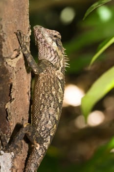 Lizard on the tree close-up