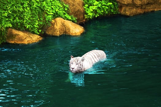 White tiger swimming in pool at day time