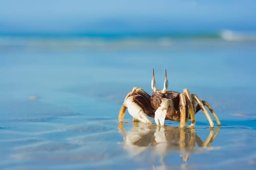 reflection of crab on the tropical beach