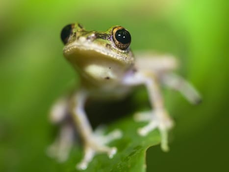 Tree frog close-up on green leaf. Shallow dof